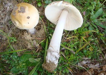 Riesen-Scheidenstreifling (Amanita ceciliae) - © Bernard Wieser
